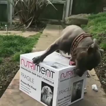 Cat & Dog funny video |Funny animal videos| try not to laugh