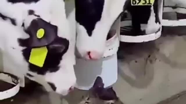 Cute pets, cute life, these little cute daily funny and cute