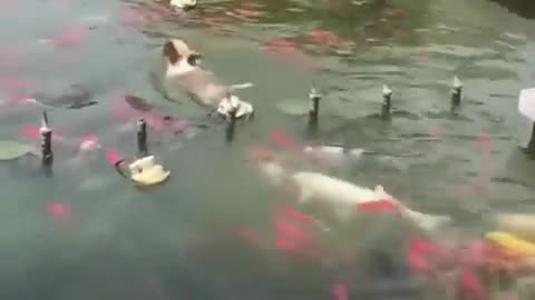 Funny animals video