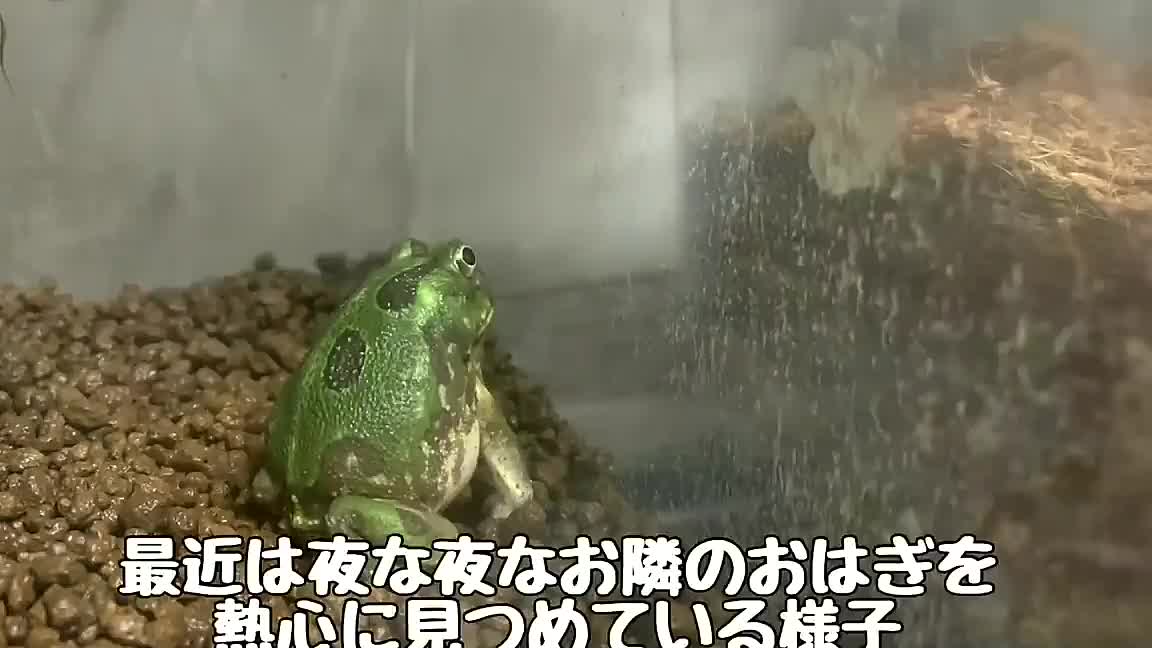 Chaco frogs have emerged from the soil for the first time in two weeks!
