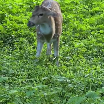 Sasan Gir Jungle safari Indian