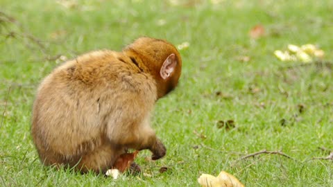 Monkey food