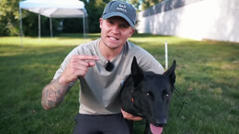 THE BIGGEST MISTAKES YOU CAN MAKE WHILE TRAINING YOUR DOG