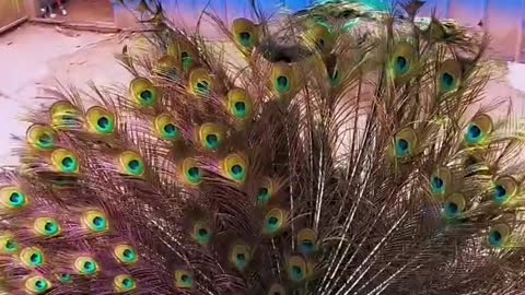 The peacock opens its screen and follows the music