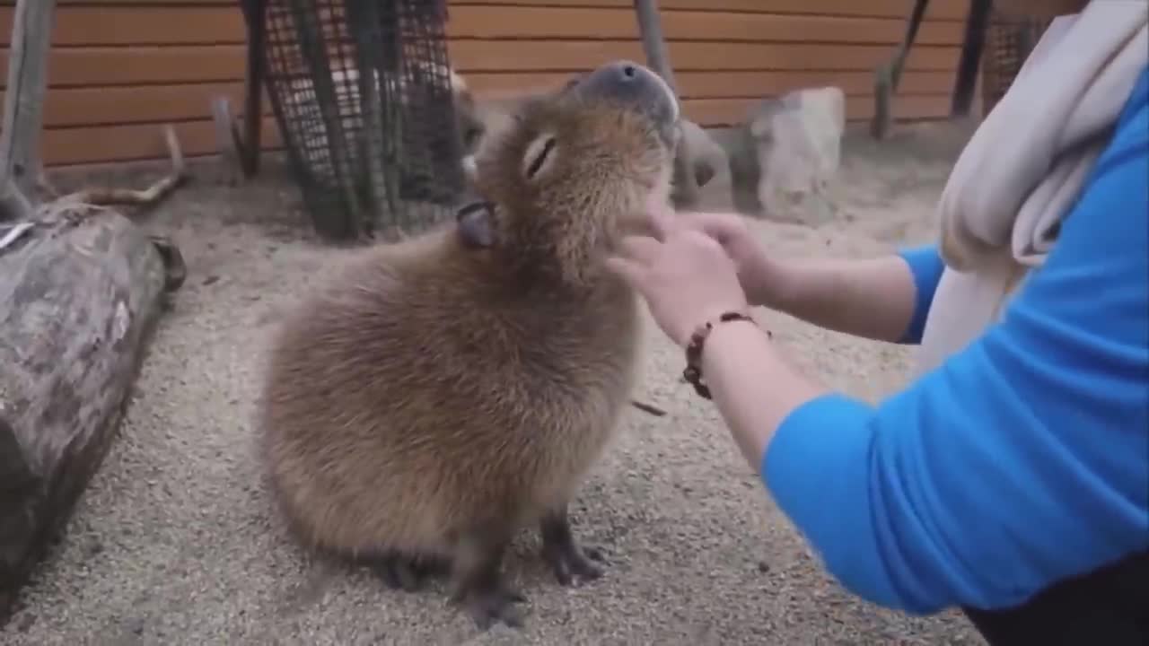 Capybaras pull up