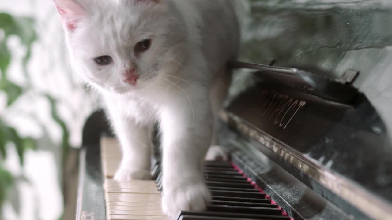 Cat playing piano