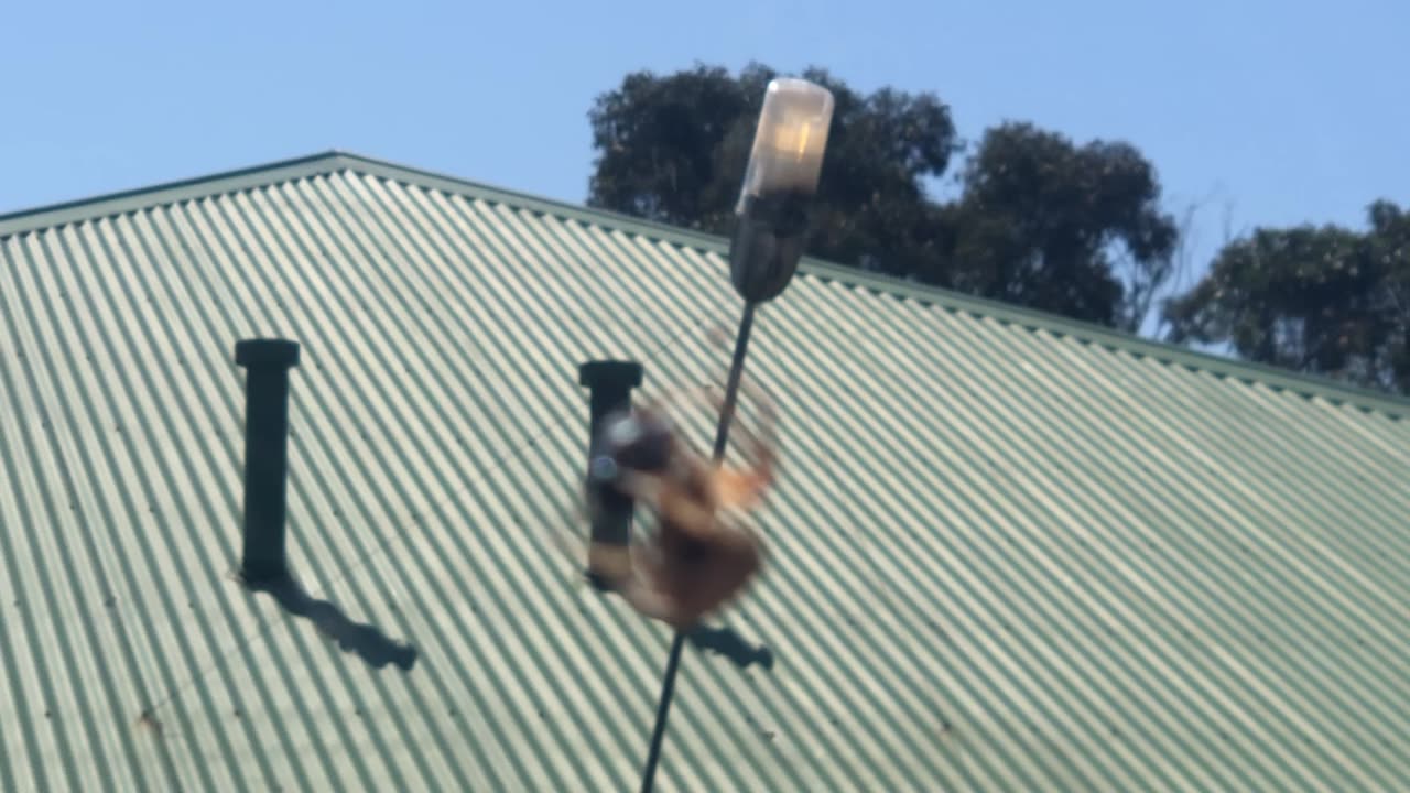 Miss Spider catches beetle in her web