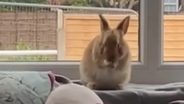 Cute Bunny