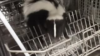 Skunk Caught Climbing into Dishwasher