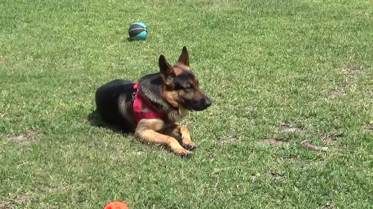 Pitbull and GSD on Guard Duty!