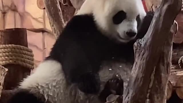 The baby bear is so angry
