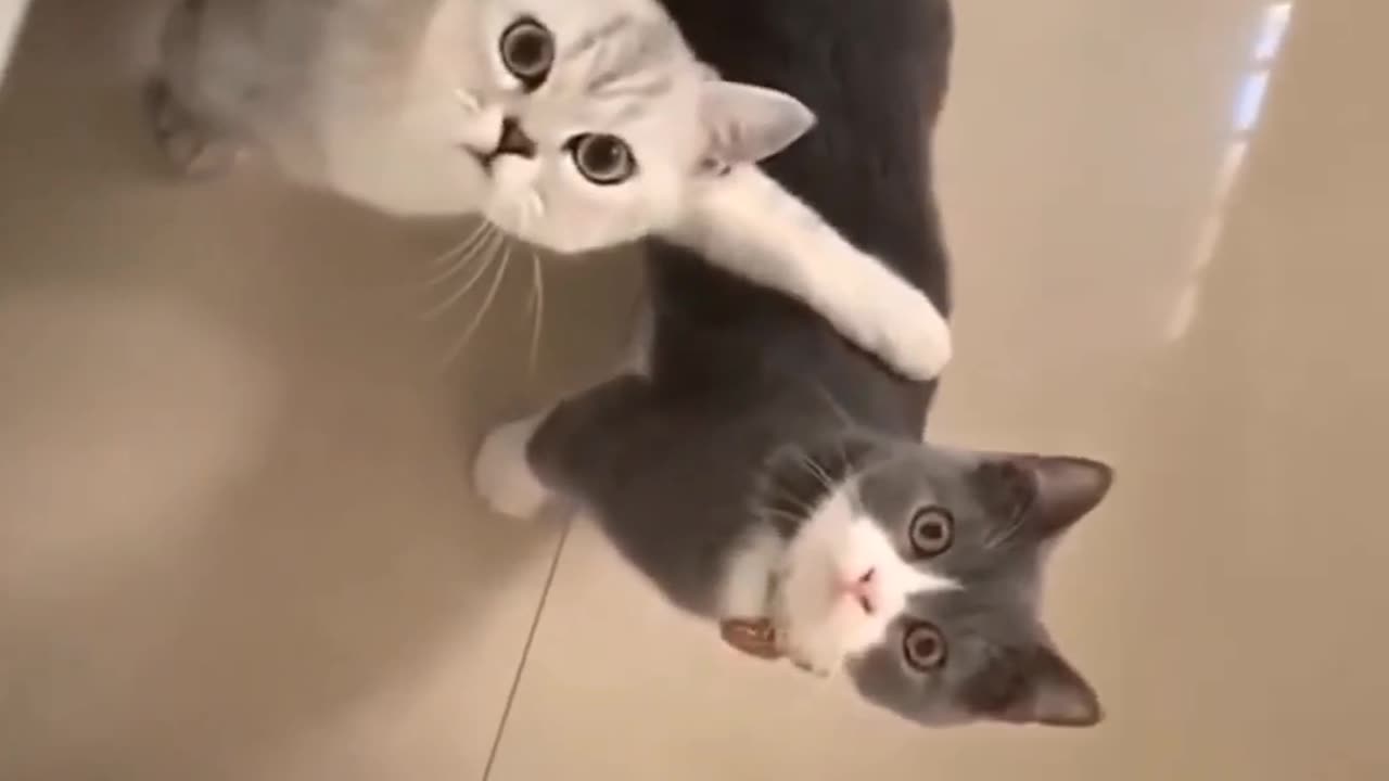 Cats funny reaction 😂