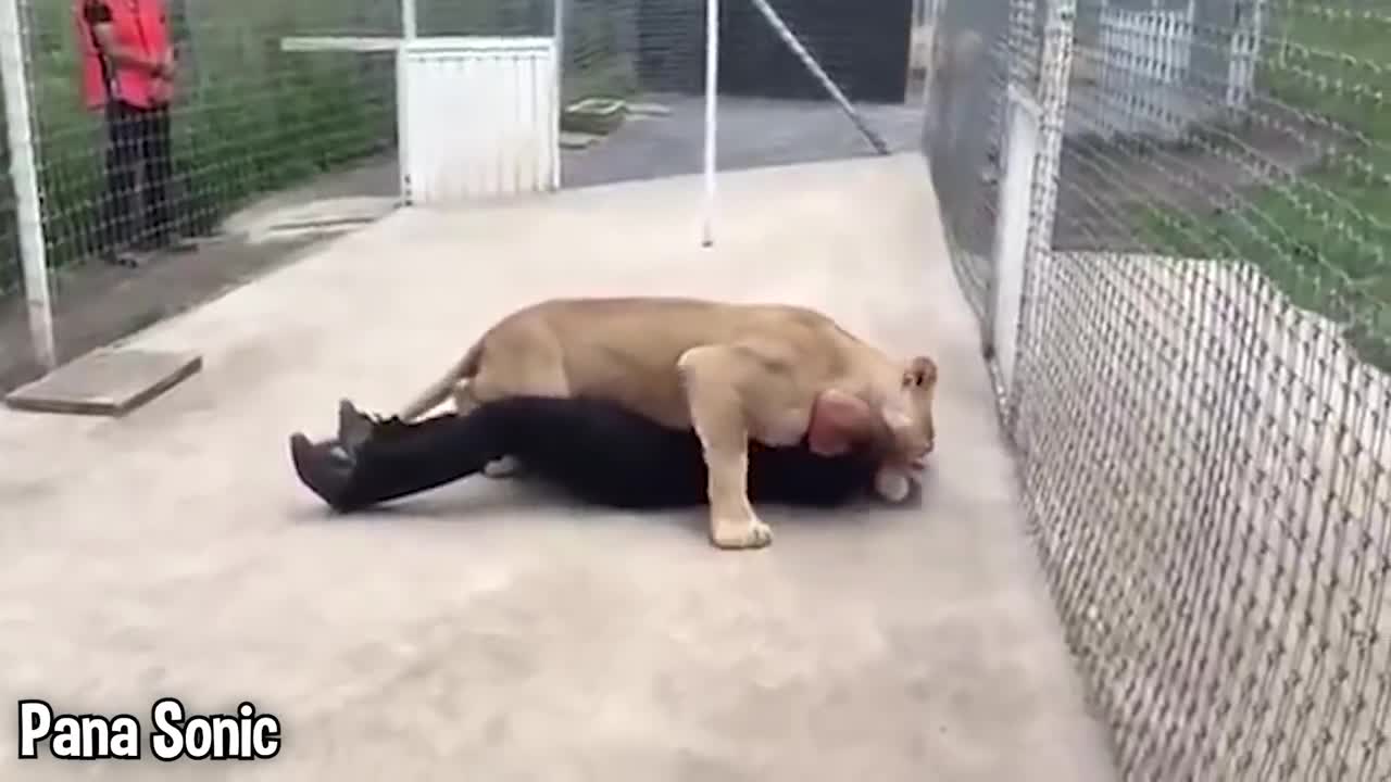 Girl Reunites With Pet Lion After 8 YEARS