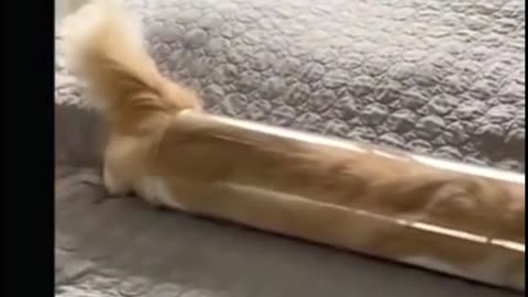 Oh, my God, a cat can crawl into a tube this small