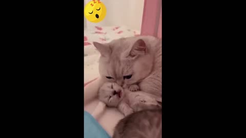 Fancy cats video