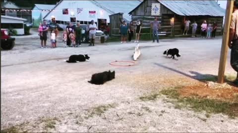 AMAZING!!! dog herding