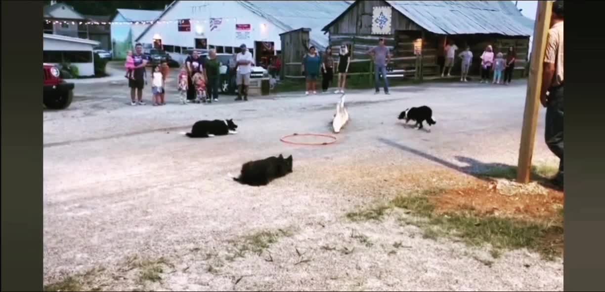 AMAZING!!! dog herding