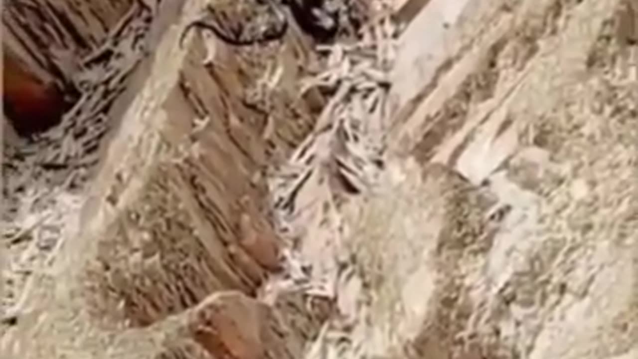 Dangerous snake in the mountains of balochistan.