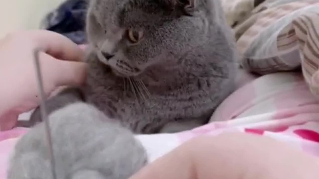 cat hair