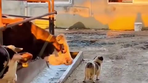 Funniest Animals 2023 😂 New Funny Cats and Dogs Videos 😻🐶 Part 25