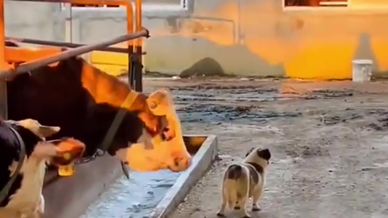 Funniest Animals 2023 😂 New Funny Cats and Dogs Videos 😻🐶 Part 25