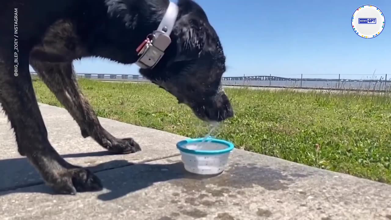 Meet Zoey: Guinness World Record holder for longest dog tongue