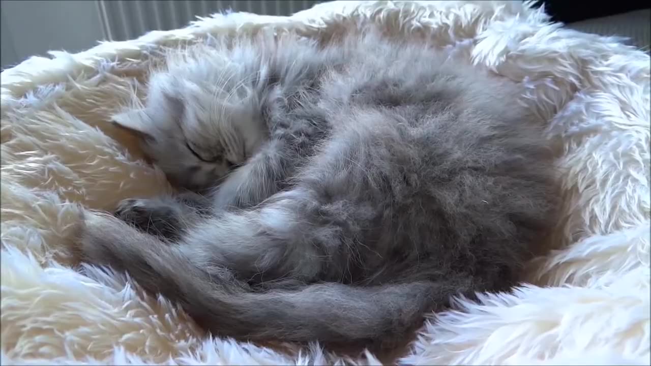 Funny and Cute Persian cat