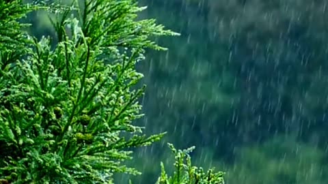 Beautiful Raining View