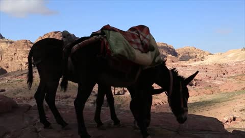 Donkeys in ancient city of Petra, originally known to Nabataeans