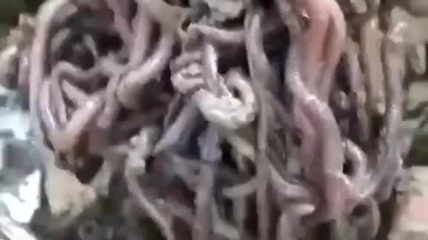 This is a beautiful and charming water-dwelling species