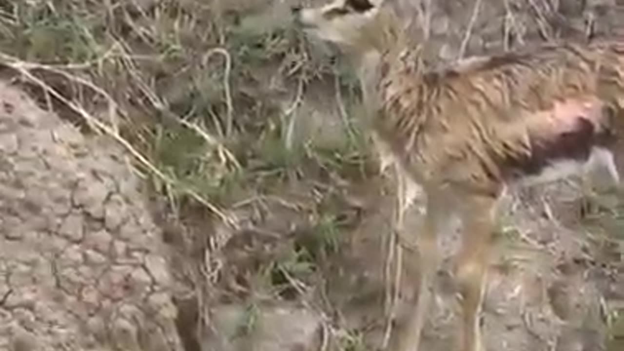 Animals Also Have Feelings #shorts #viral #shortsvideo #video