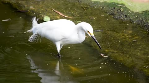 learn to recognize chickens, elephants, geese, ducks, birds