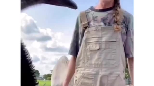 Silly annoying bird funny clip😂😂