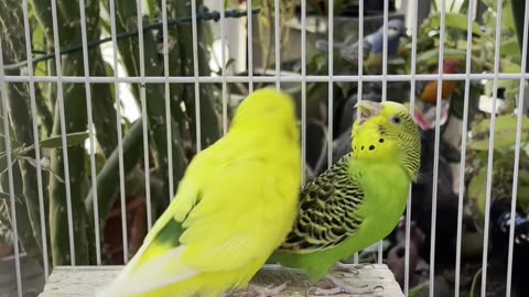 The cute parrot couple