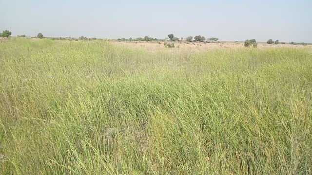 Mustard cultivation in sindh Pakistan | Agriculture