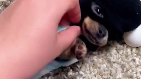 Dog ninja!! Funny Pet Video