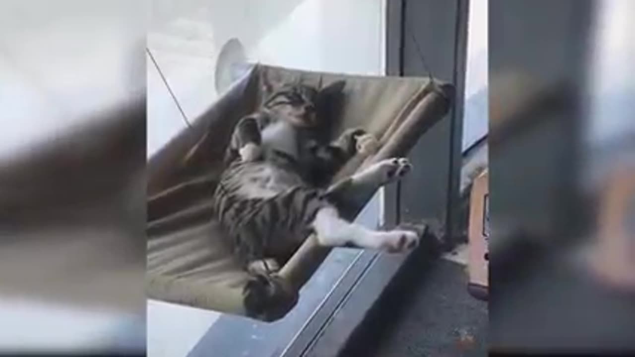 Cat funny video and funny moments 🤣😂🤣 #catvideo #funnyvideo