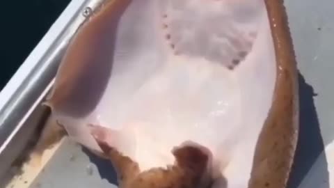 This is a beautiful and charming water-dwelling species