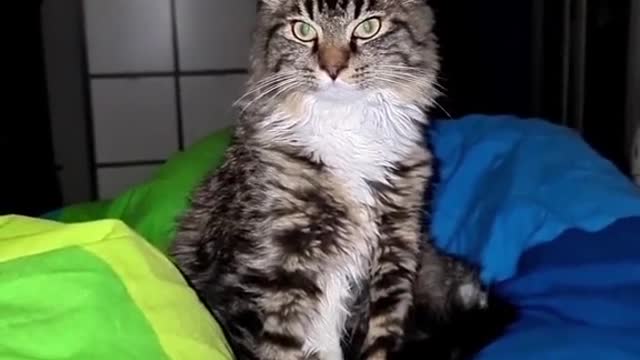 Try playing this audio to your cat