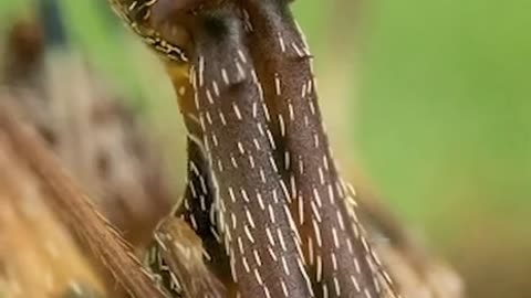 In Australia They Have Found The Fear Of All Arachnophobes ~The Pelican Spider~This Species Does Not Weave A Web Of Webs But Simply Kills All Living Things!