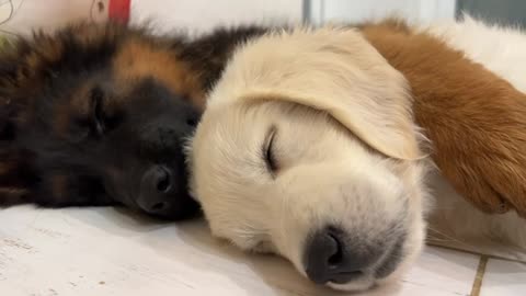 How the Cutest German Shepherd and Golden Retriever Puppies Sleep