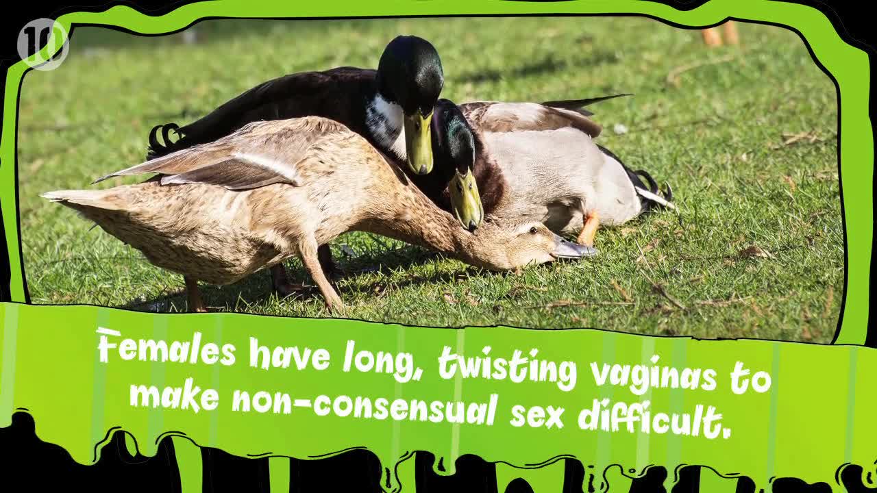 10 Disgusting Animal Facts