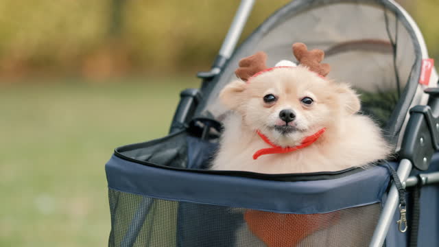 4k-video-close-up-tracking-cute-little-pomeranian-dog