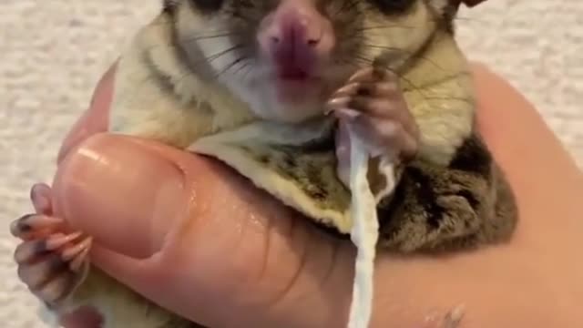 Unusual Uses of Everyday Cute Pets Every Day