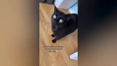 BEST AND FUNNIEST CAT VIDEOS
