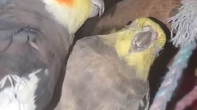 Birds sing together