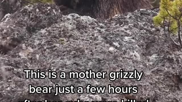 Animals do have feelings and you’ll never convince me otherwise