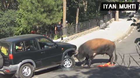 This Bull Thinks The Car Is His Enemy !