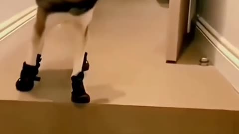 Funny moments | animals funny moments #animals #funny #rumble
