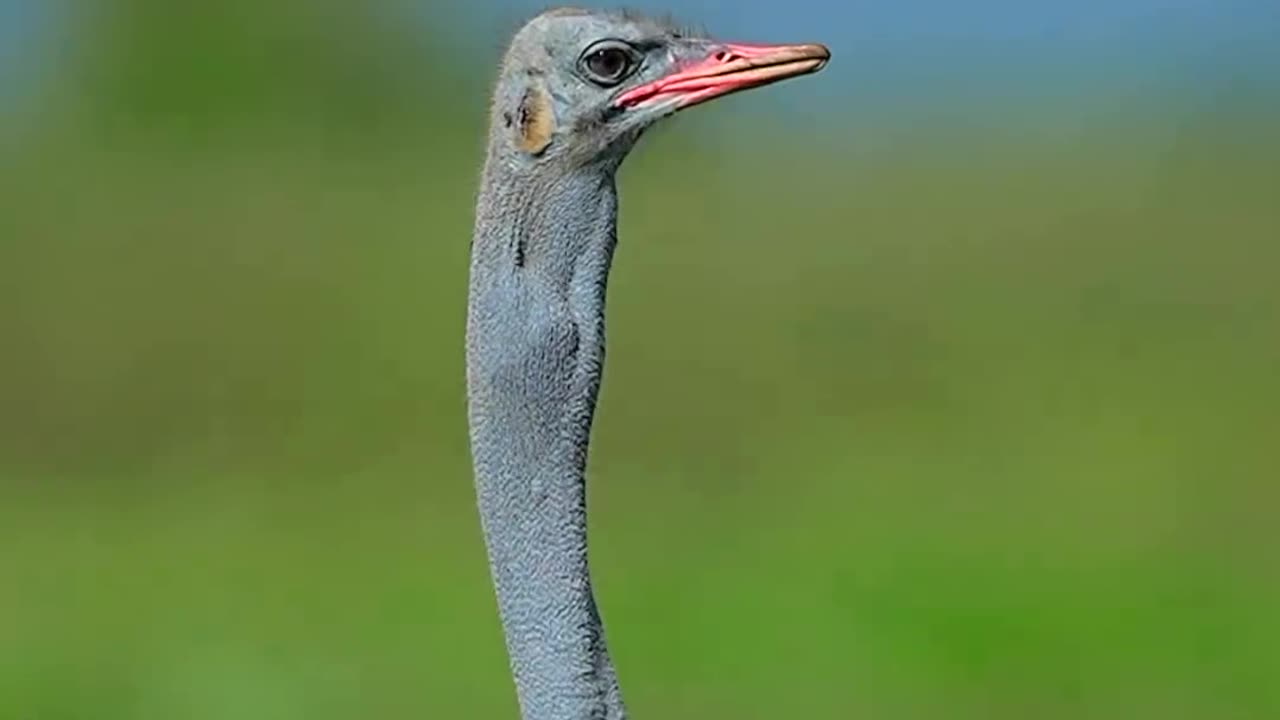 Animal lovers , lovely pictures , animal , animals video